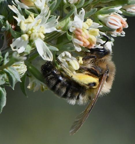 Andrena sp.